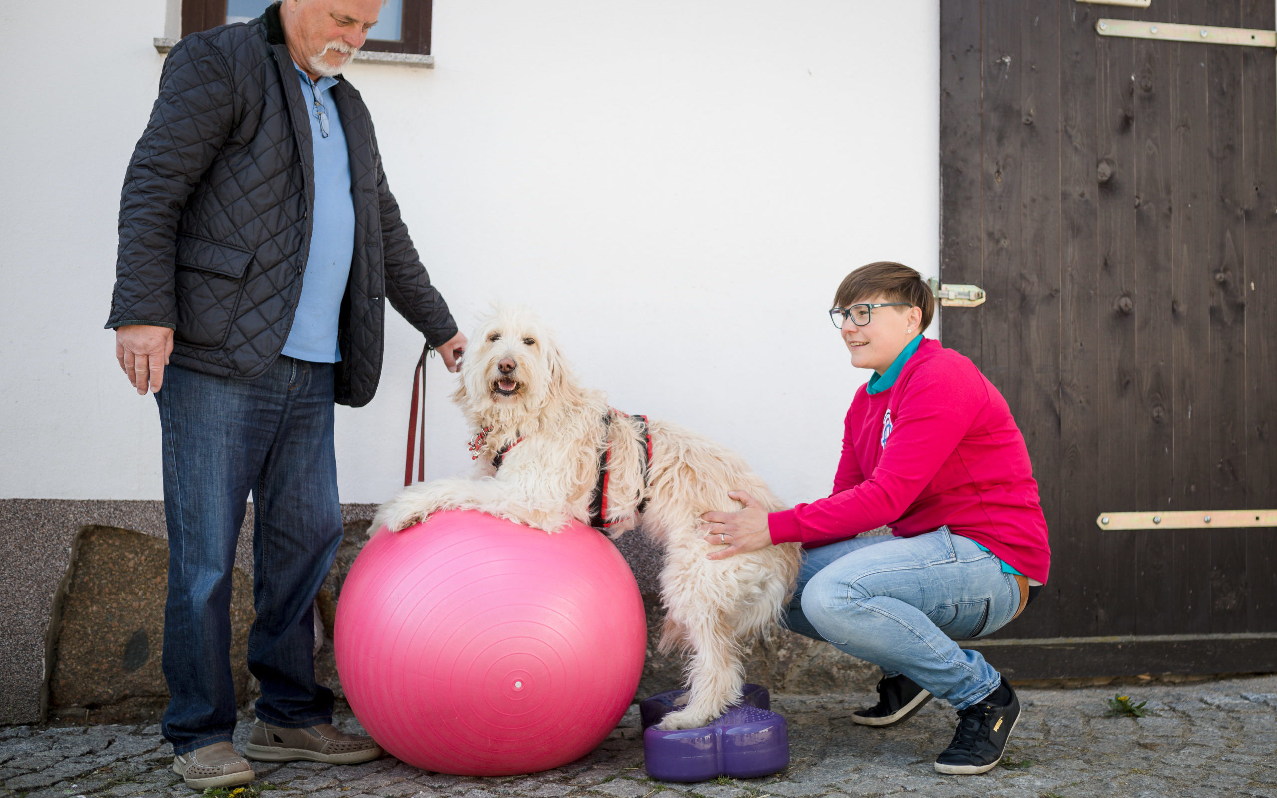 Wie du die Muskulatur eines Hundes aufbauen kannst! OAft