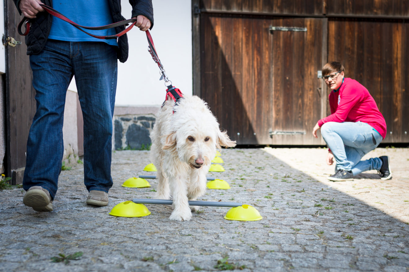 Alter Hund Pinkelt Ins Haus