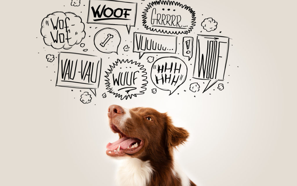 .Die Körpersprache deine Hunde - so deutest du Signale richtig.